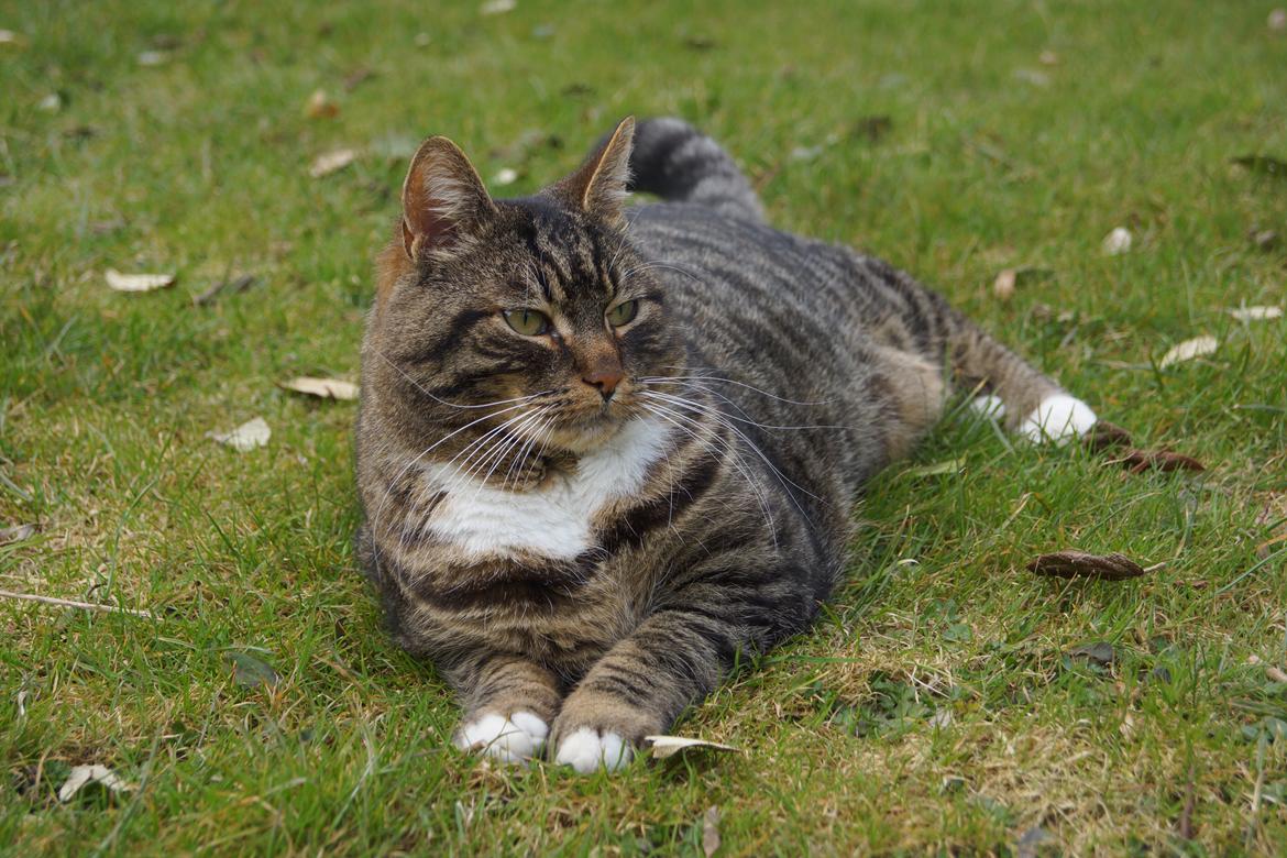 Huskat Vaks billede 1