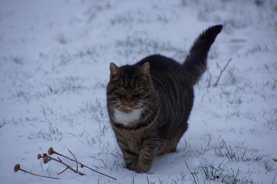 Huskat Vaks billede 2