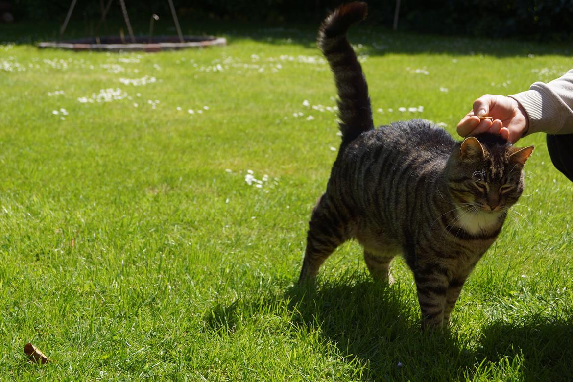 Huskat Vaks billede 4