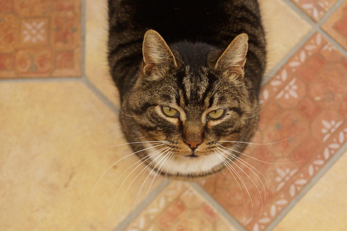 Huskat Vaks billede 10