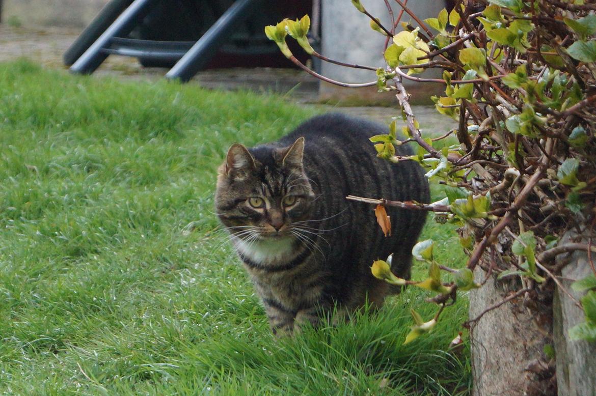 Huskat Vaks billede 3