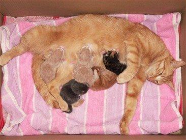 Huskat Sille billede 17