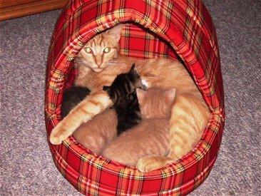 Huskat Sille billede 16