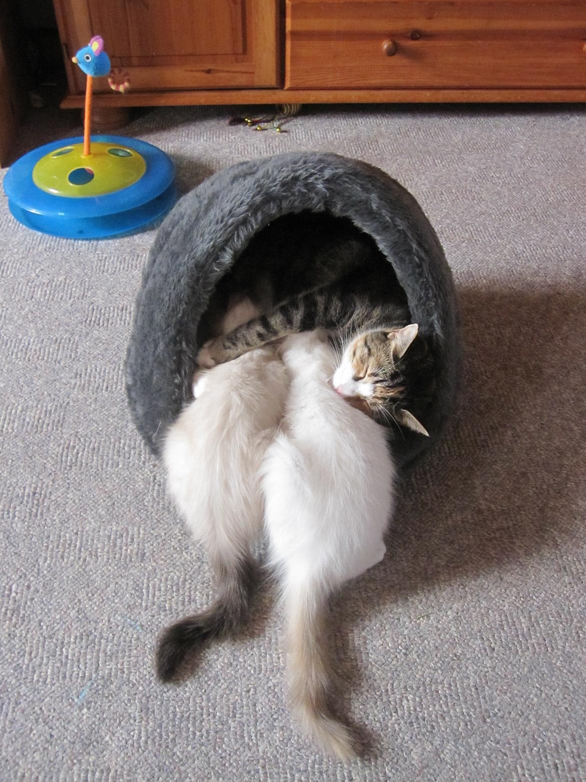 Huskat Sille billede 10