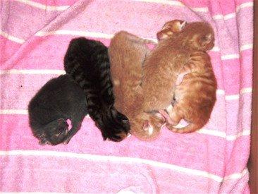 Huskat Sille billede 18