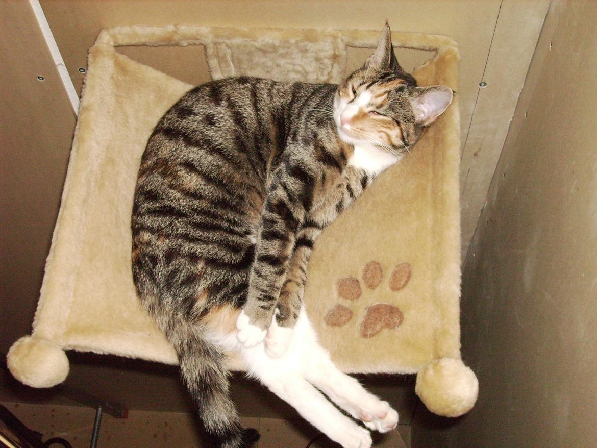 Huskat Sille billede 15