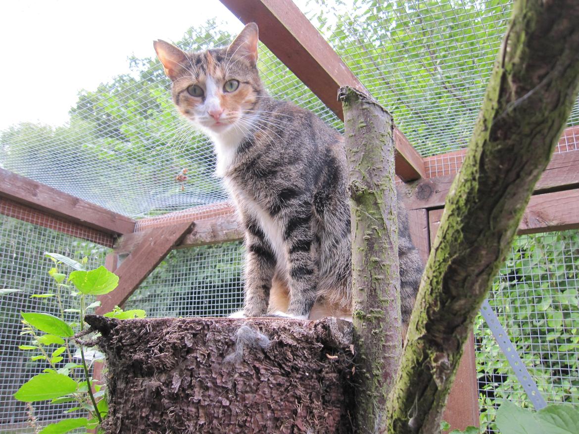 Huskat Sille billede 13