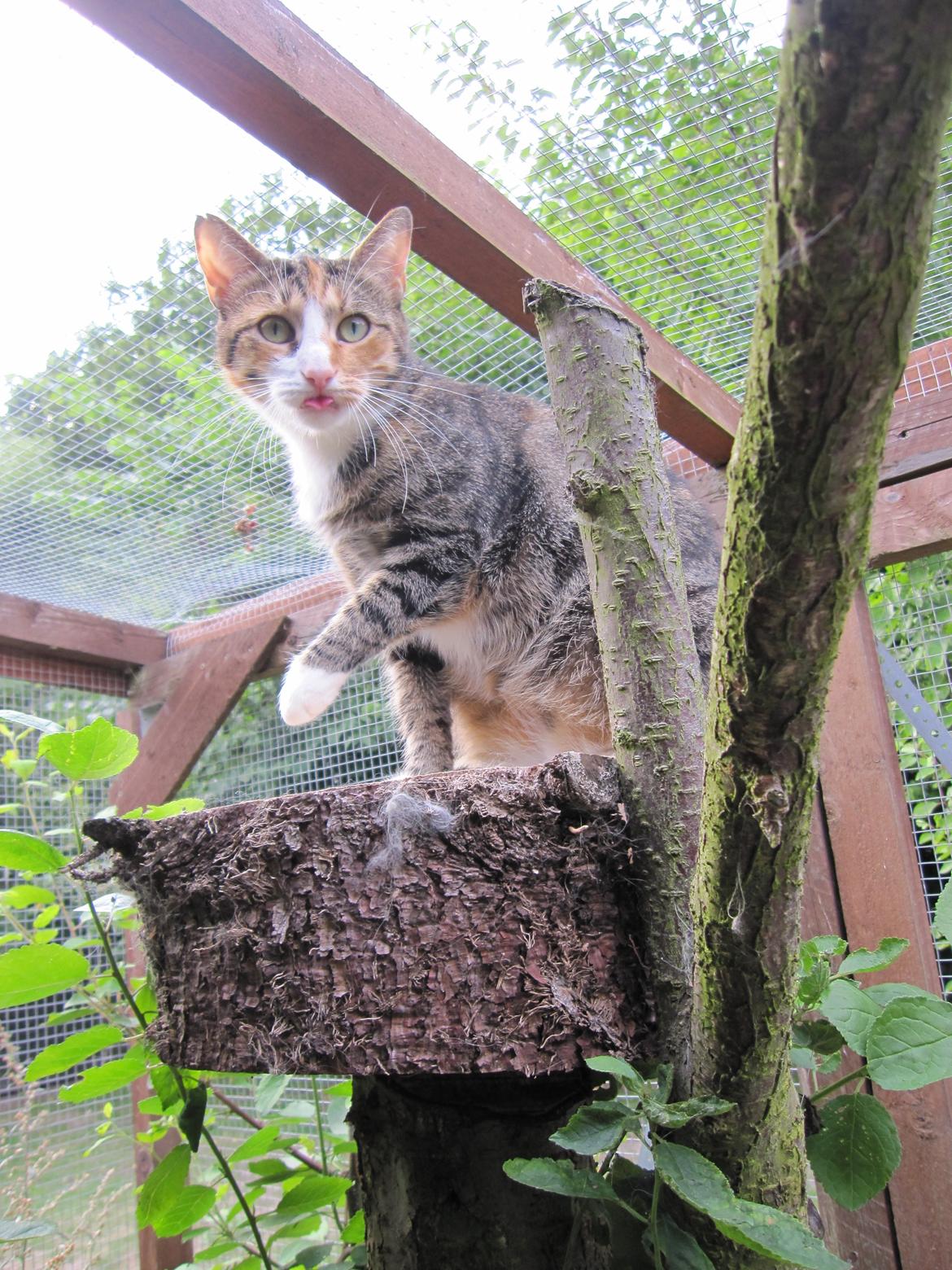 Huskat Sille billede 8