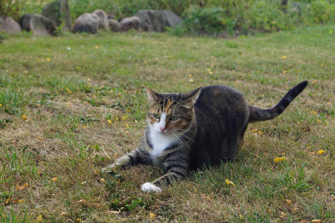 Huskat Sille billede 11