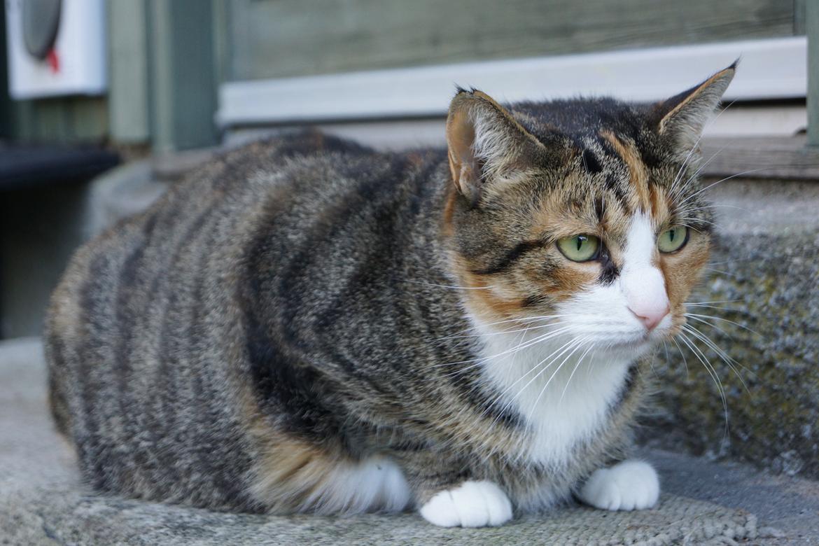 Huskat Sille billede 1