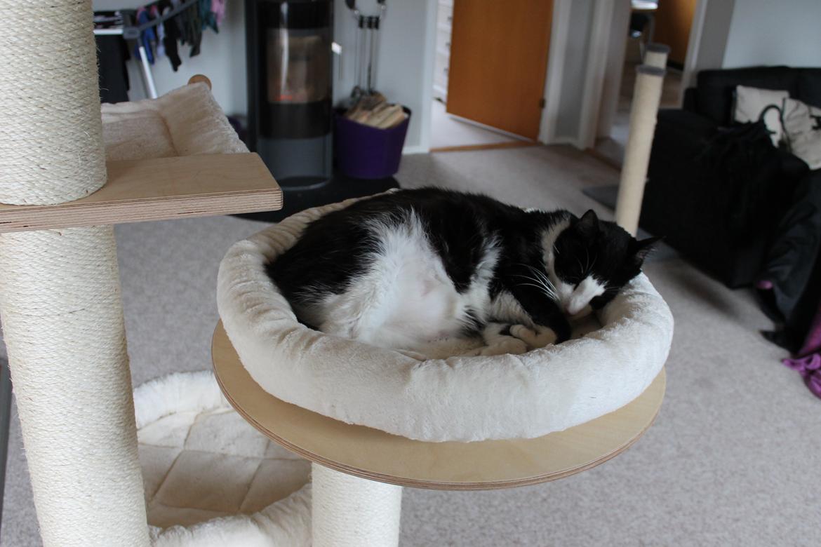 Blanding af racer Viggo billede 6