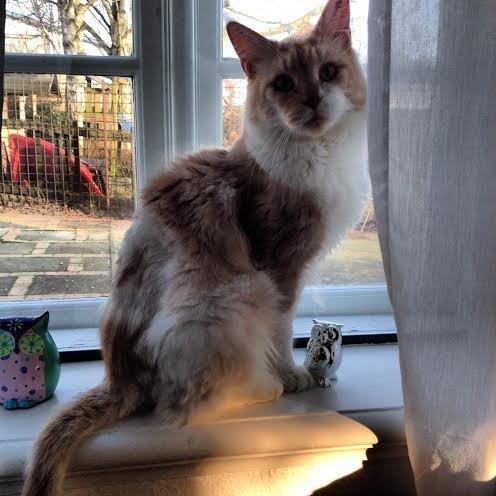 Blanding af racer Don Domingo billede 1