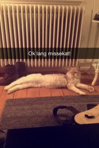 Blanding af racer Don Domingo billede 2