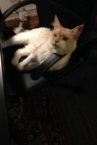 Blanding af racer Don Domingo billede 4