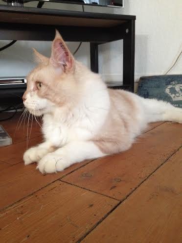 Blanding af racer Don Domingo billede 3