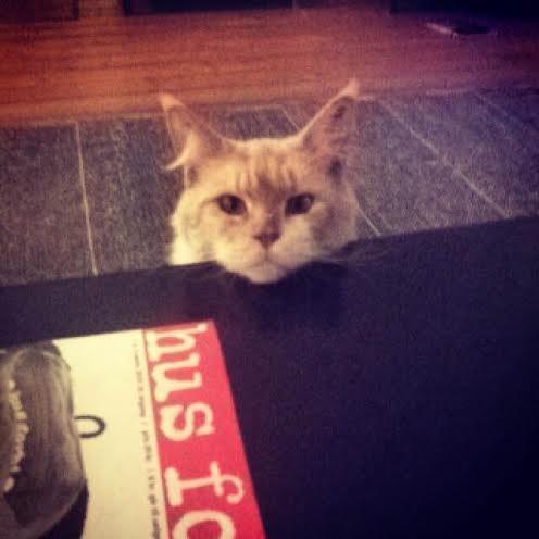 Blanding af racer Don Domingo billede 5