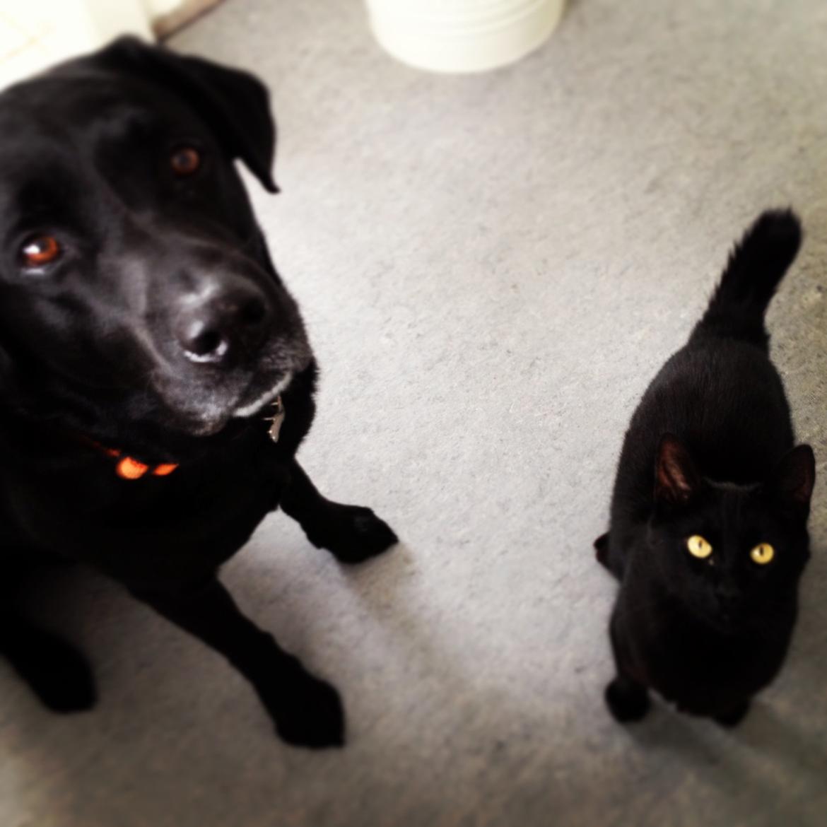 Blanding af racer Cherie ( Rulle ) - Maaad tid<3 billede 2