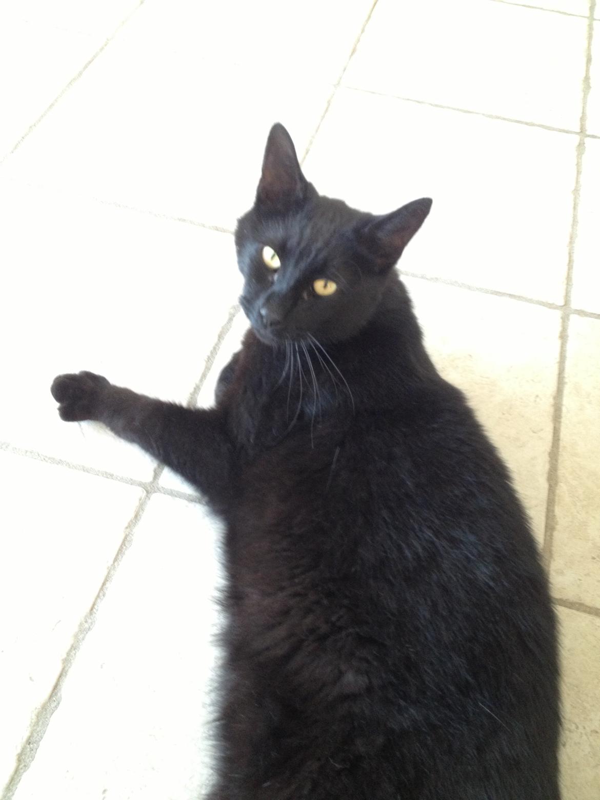 Blanding af racer Cherie ( Rulle ) - dejligt varmt<3 billede 3