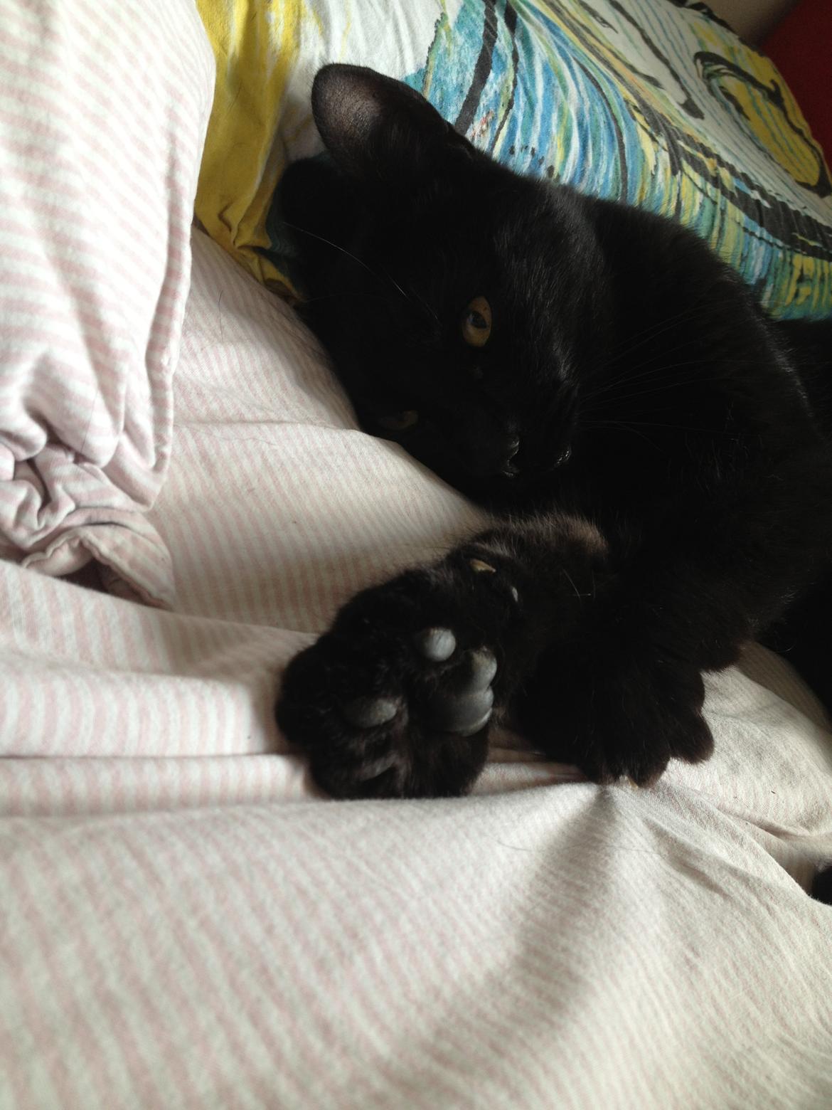 Blanding af racer Cherie ( Rulle ) - Hygge<3 billede 4