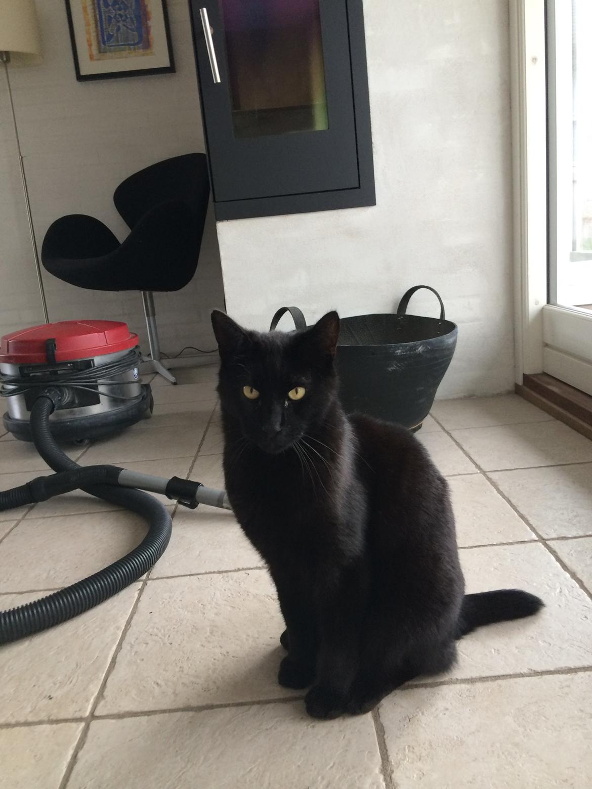 Blanding af racer Cherie ( Rulle ) billede 5