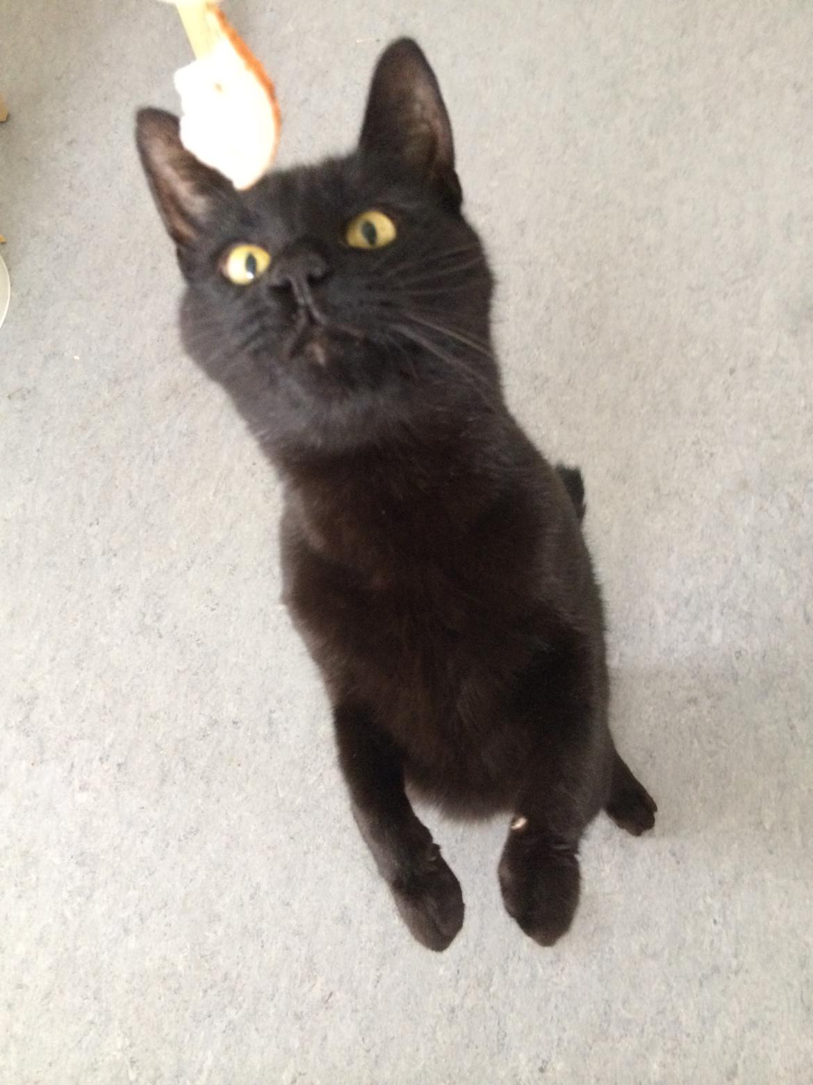 Blanding af racer Cherie ( Rulle ) - Tricks tid<3 billede 6