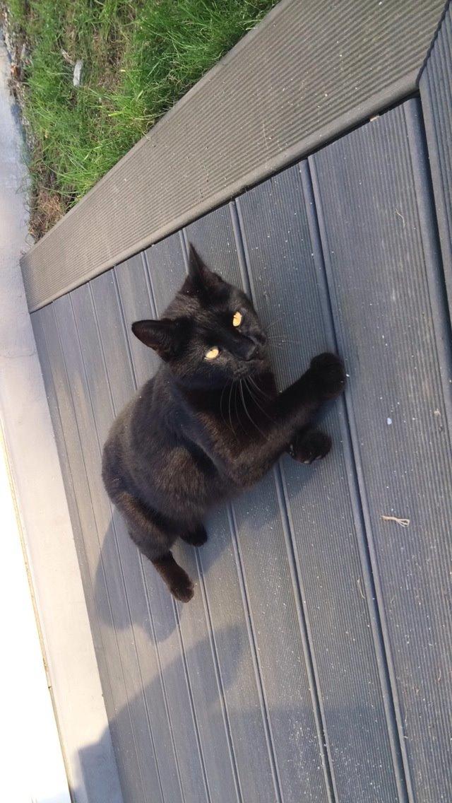 Blanding af racer Cherie ( Rulle ) - Velkommen til Rulles profil<3 billede 1