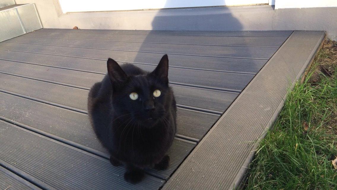 Blanding af racer Cherie ( Rulle ) billede 7