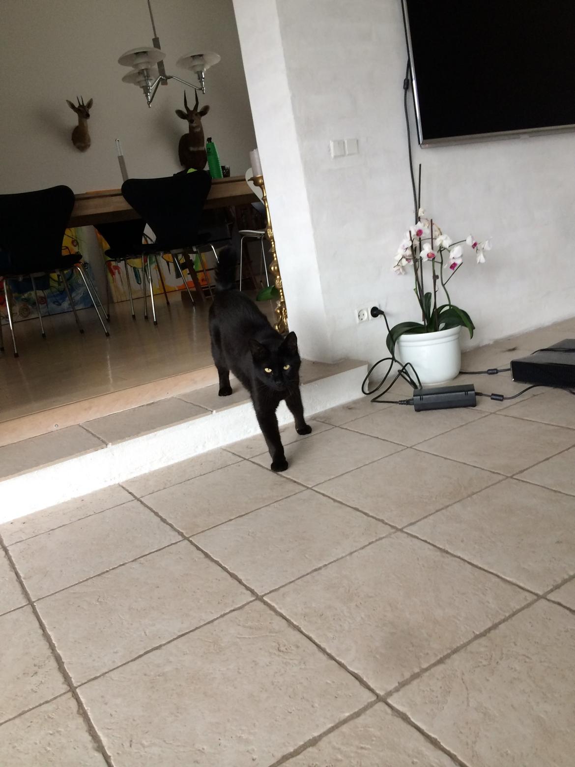 Blanding af racer Cherie ( Rulle ) billede 8