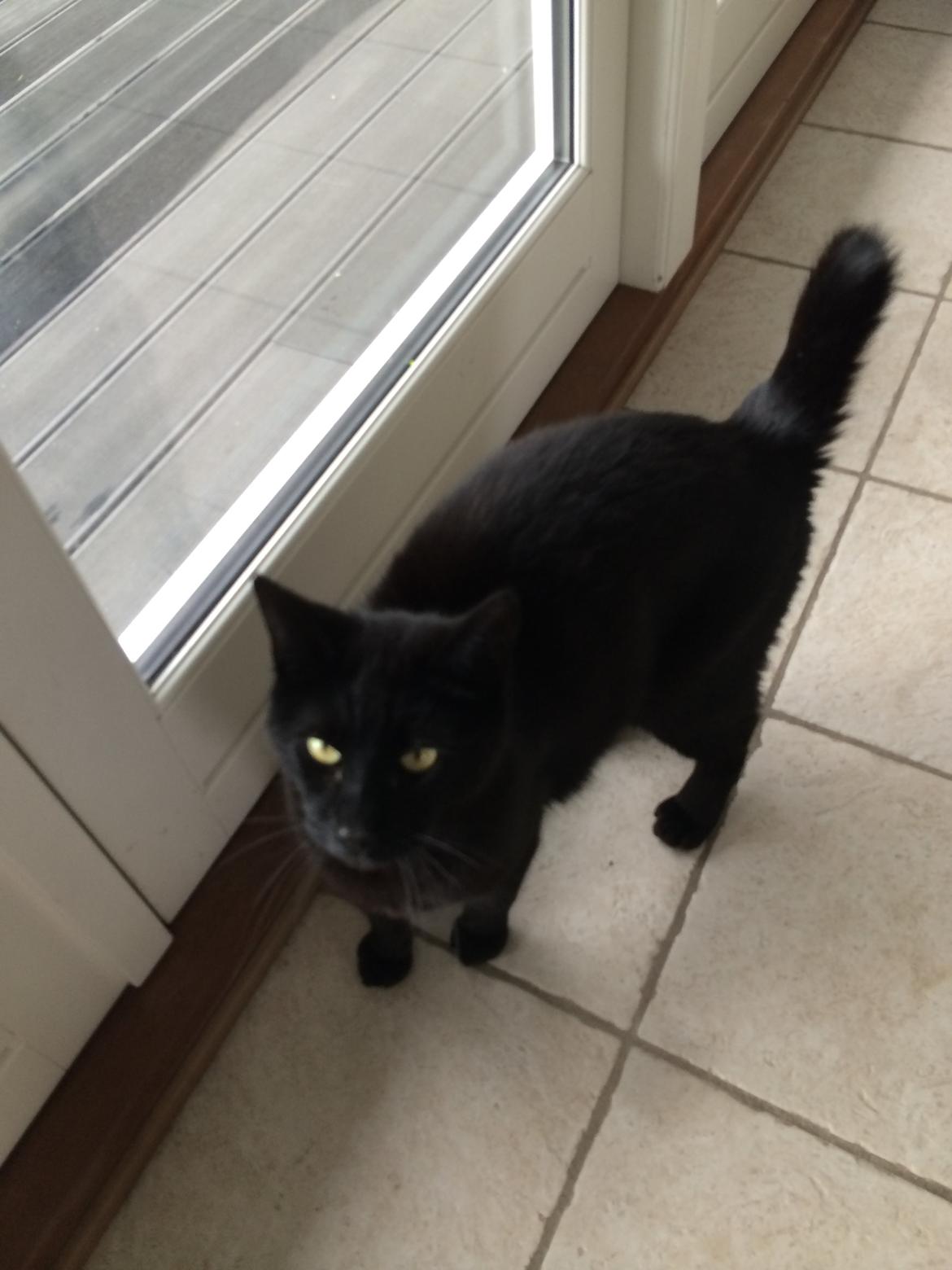 Blanding af racer Cherie ( Rulle ) billede 9