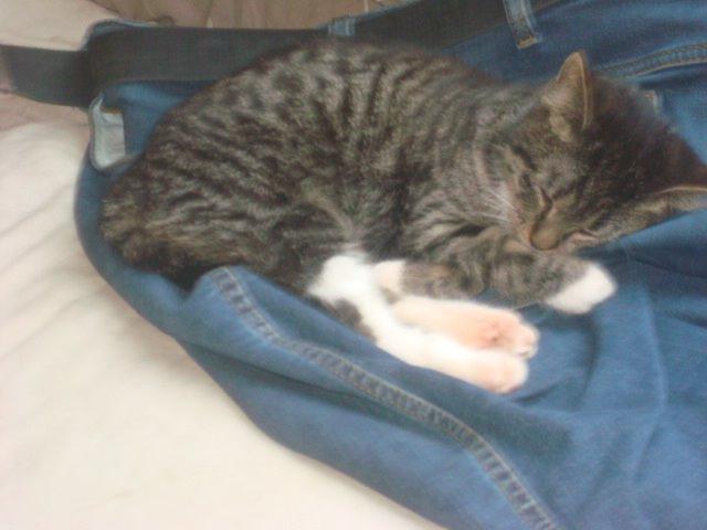 Huskat Sisse billede 13