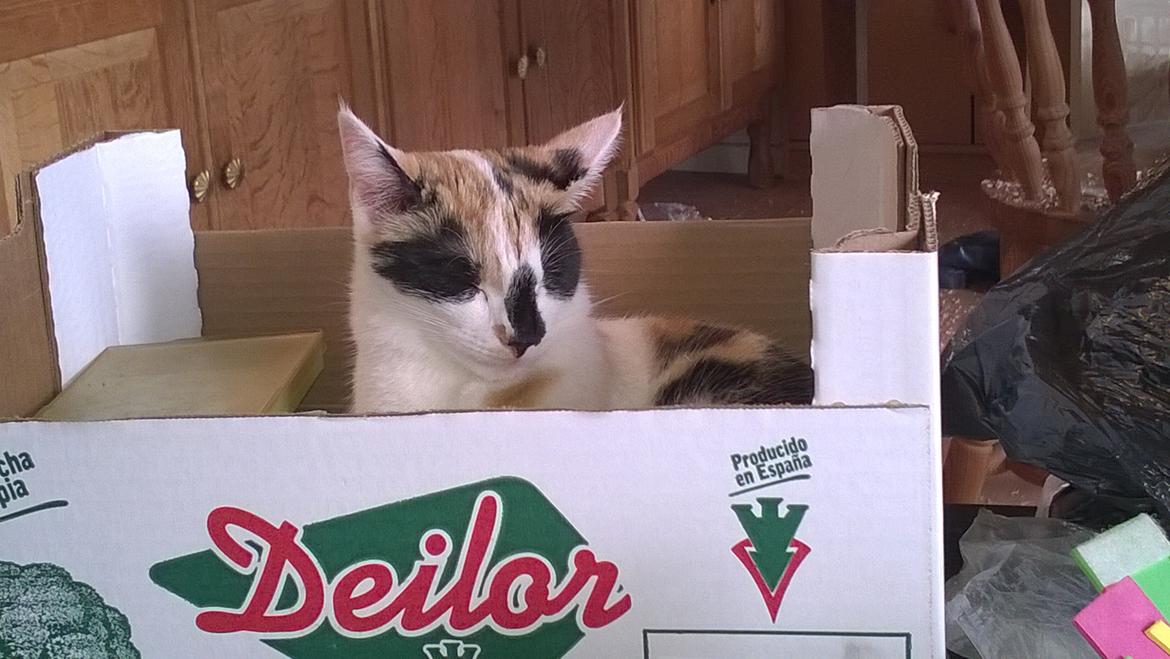 Blanding af racer Chili - Chili ligger i en kasse billede 1