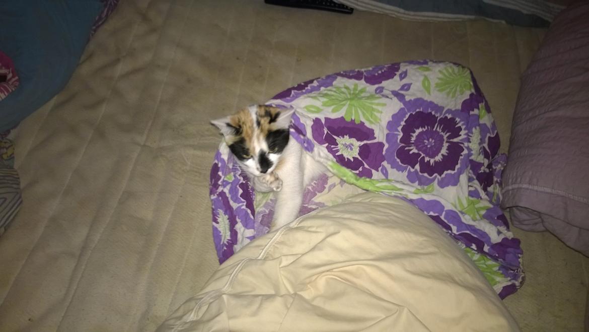 Blanding af racer Chili - Chili er kravlet i sengetøjet da jeg var ved at ligge det på billede 2