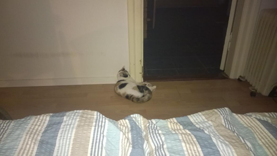 Blanding af racer Chili billede 3