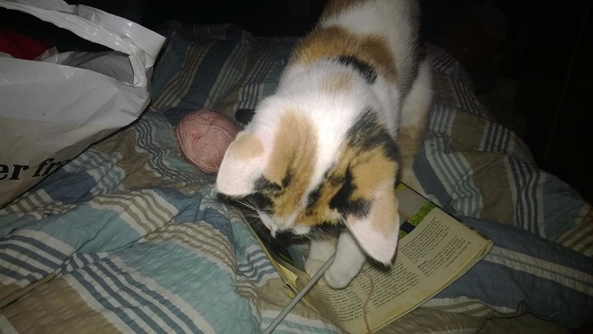 Blanding af racer Chili - Chili leger med garn billede 4