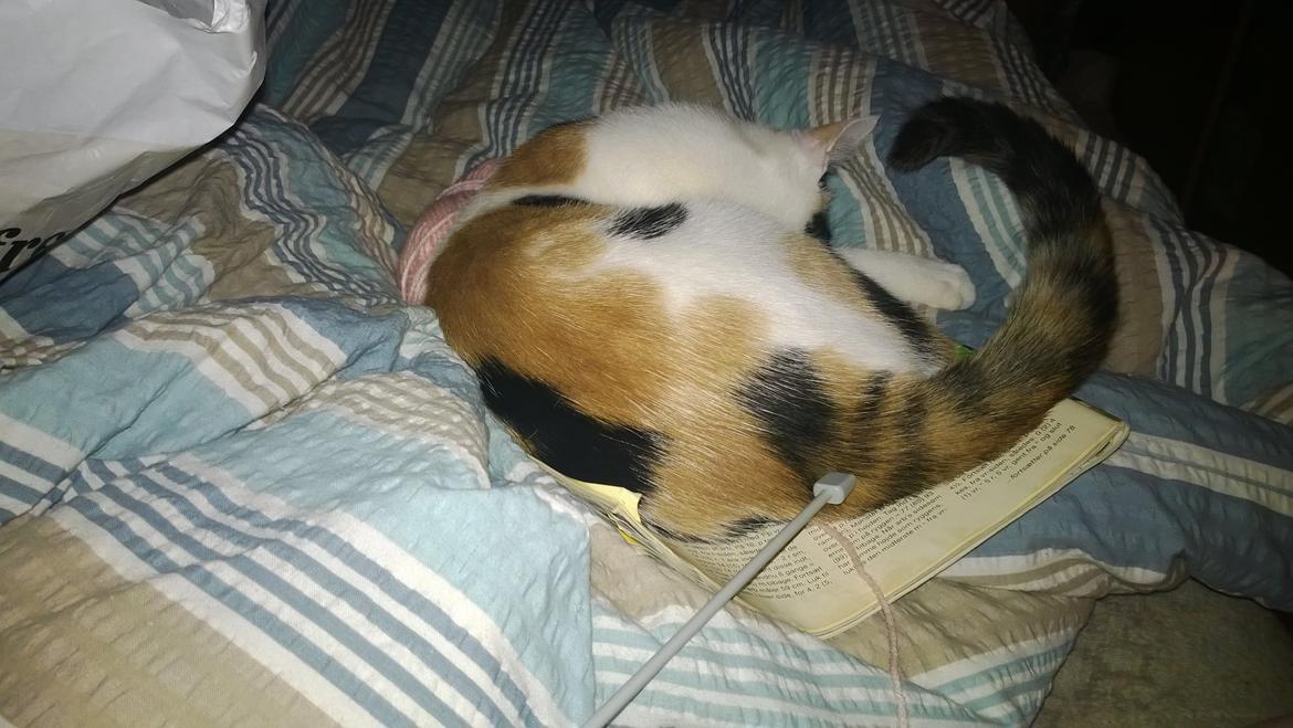 Blanding af racer Chili - sover sødt i sengen billede 5