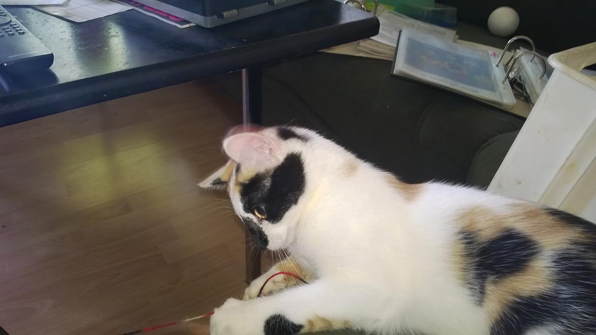 Blanding af racer Chili billede 6