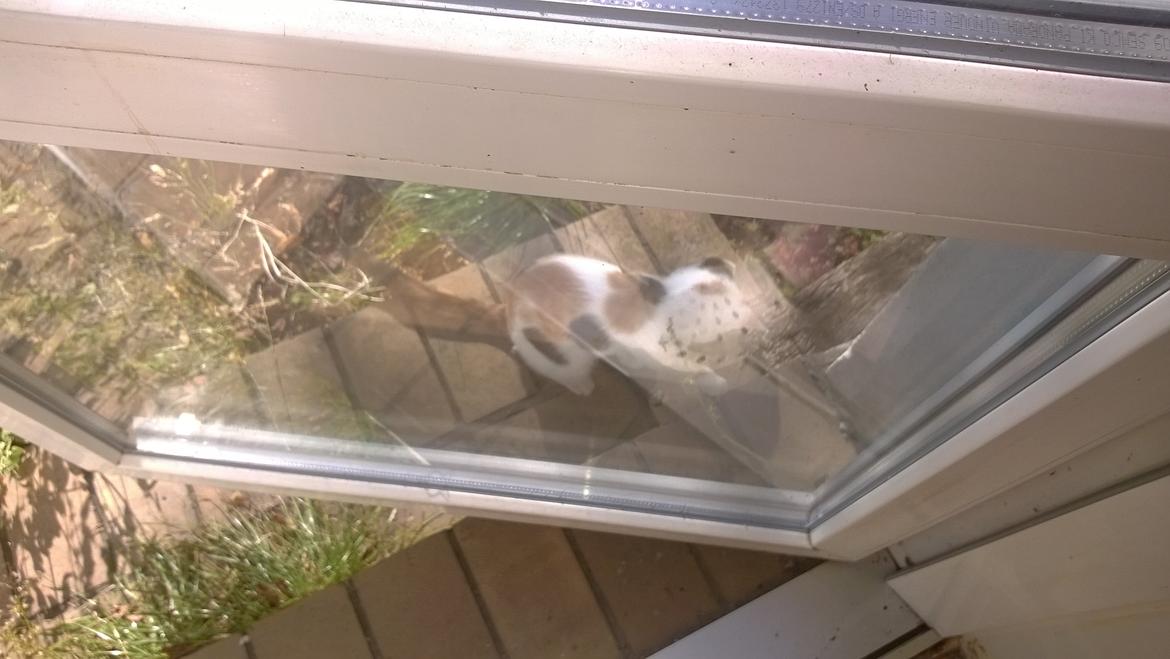 Blanding af racer Chili billede 7