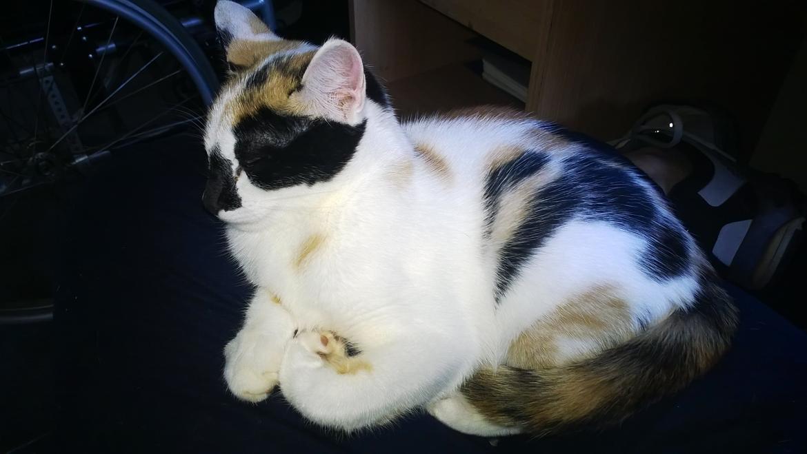 Blanding af racer Chili billede 8