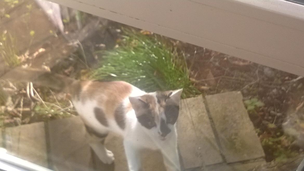 Blanding af racer Chili - Første gang hun var ude rendte hun ind i døren da hun ikke lige tog højdefor at det var en glas dør billede 9