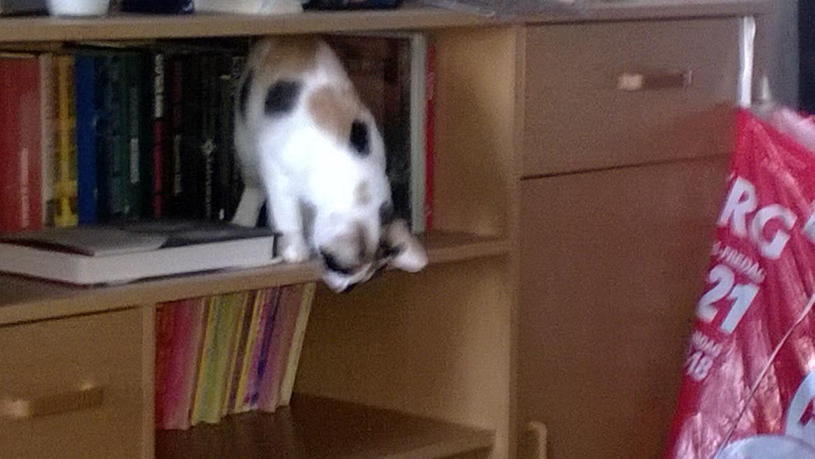 Blanding af racer Chili billede 10