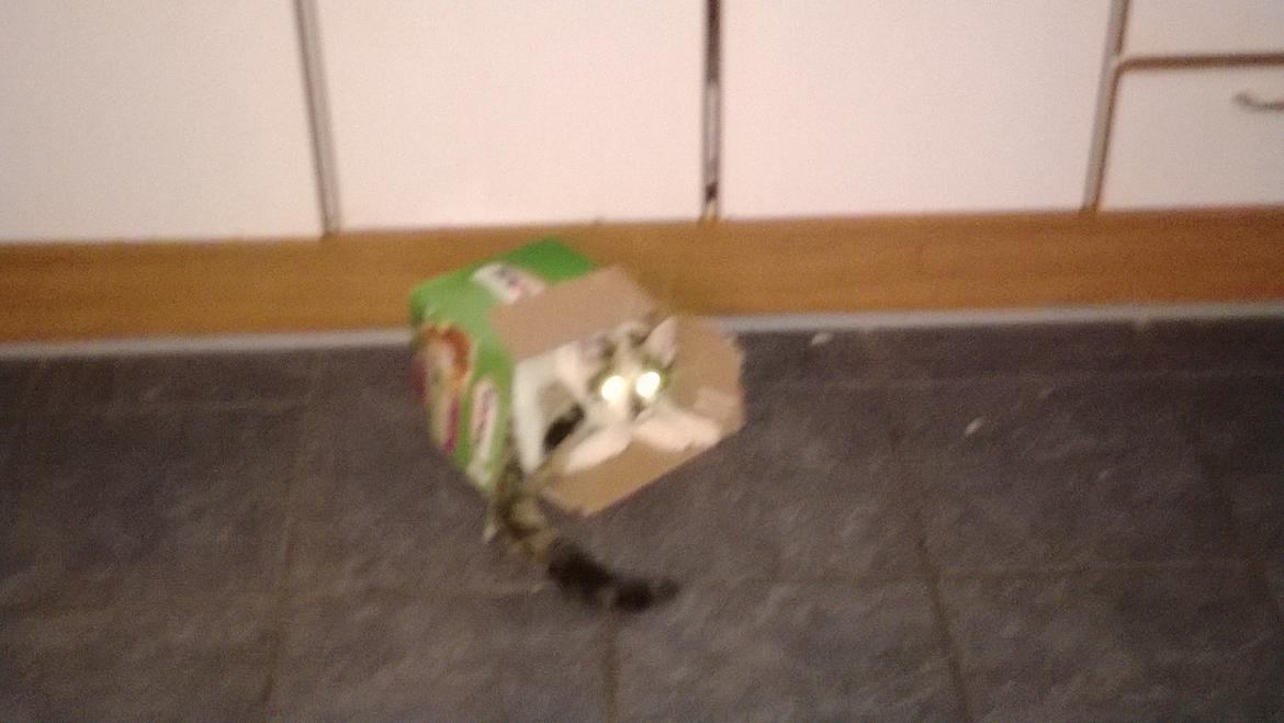 Blanding af racer Chili billede 11