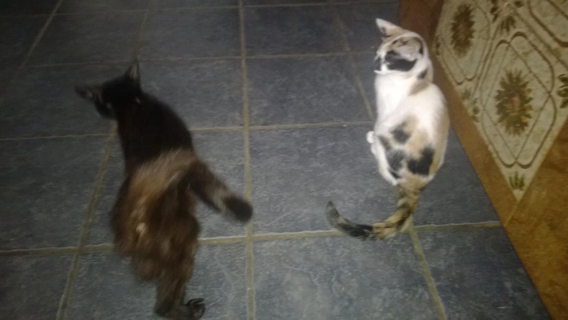 Blanding af racer Chili billede 12