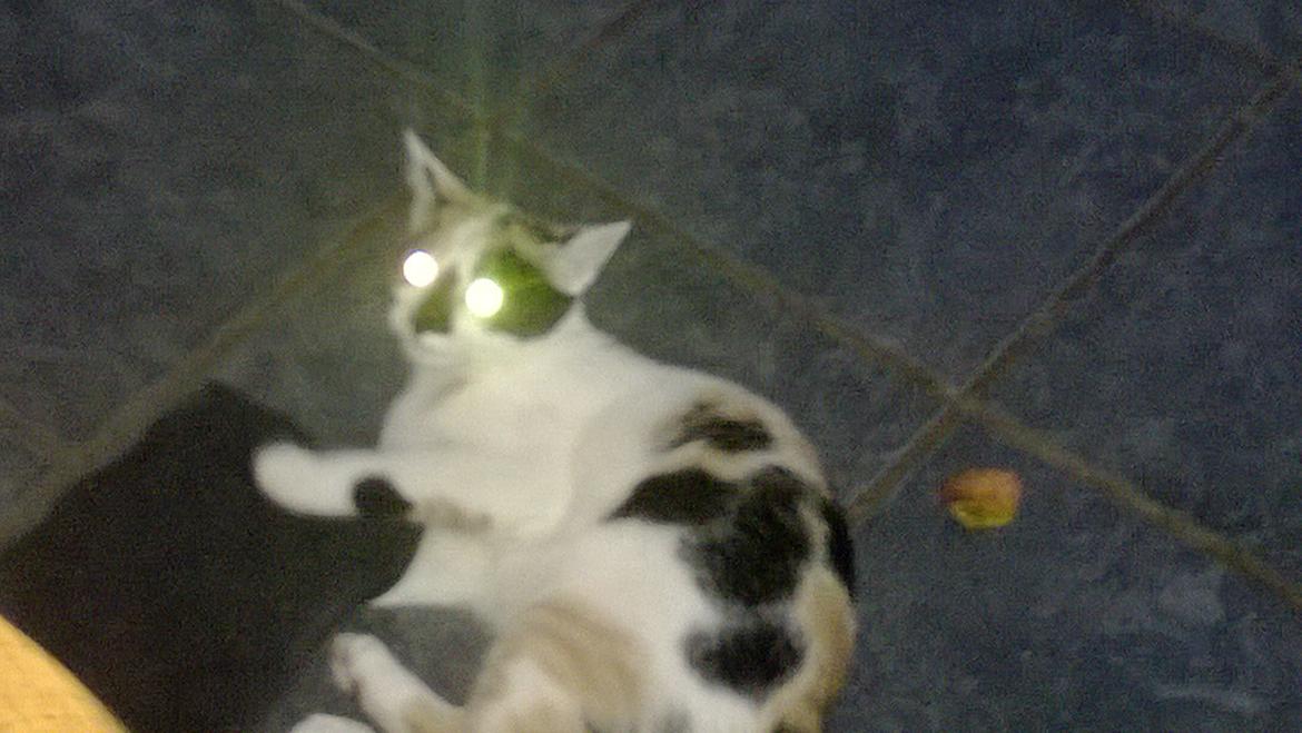 Blanding af racer Chili billede 13