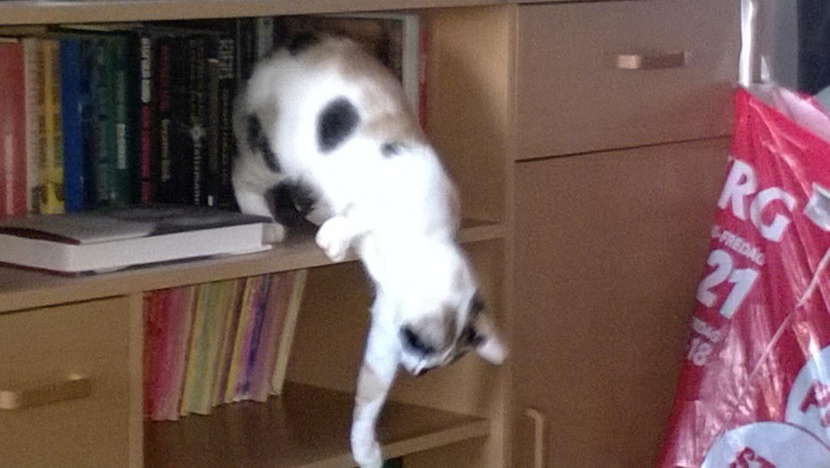 Blanding af racer Chili billede 14