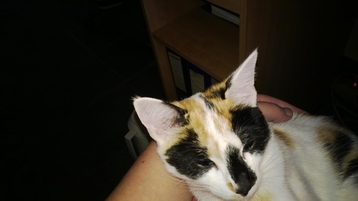 Blanding af racer Chili billede 15