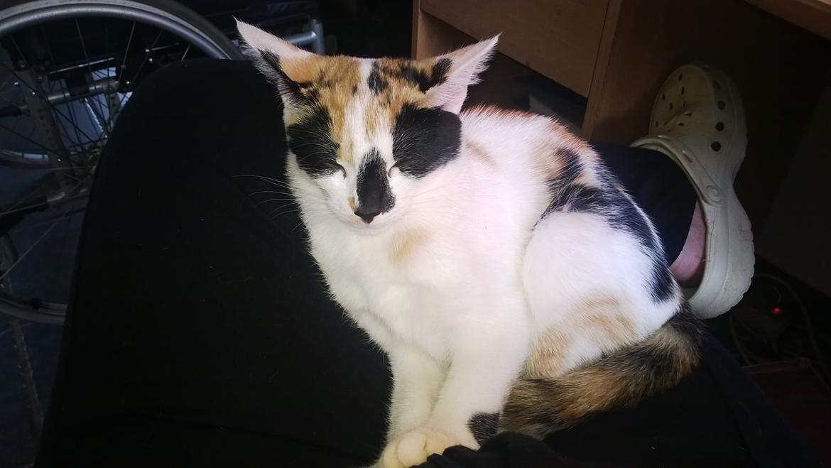 Blanding af racer Chili billede 16