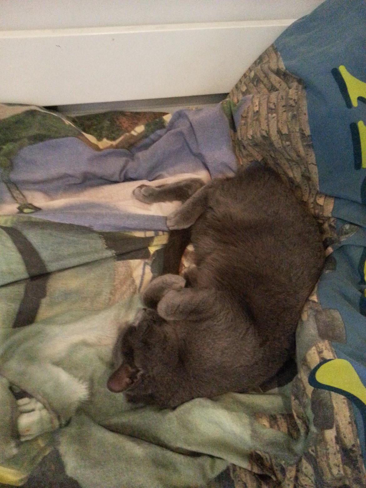 Huskat Grunk billede 12