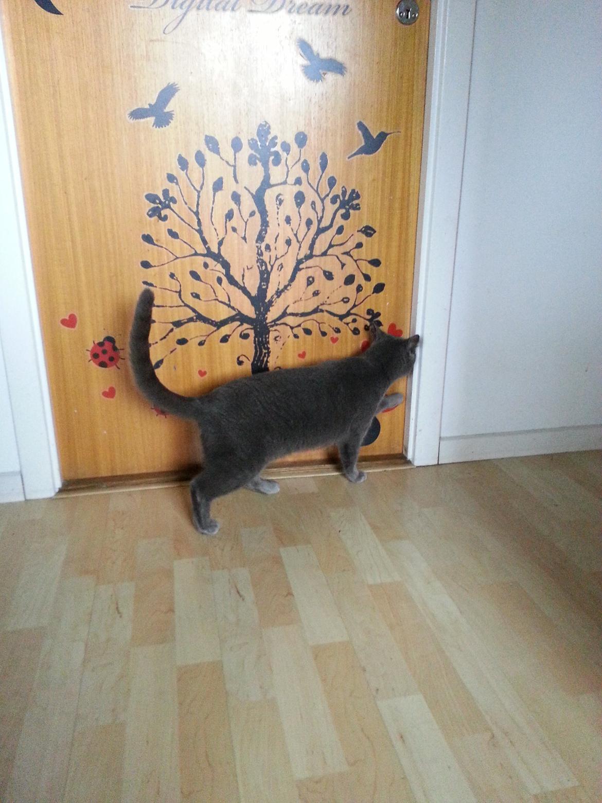 Huskat Grunk billede 13