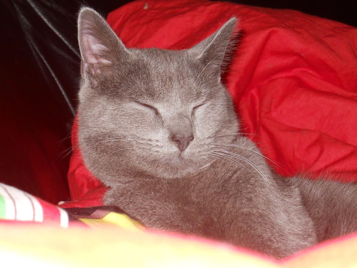 Huskat Grunk billede 14