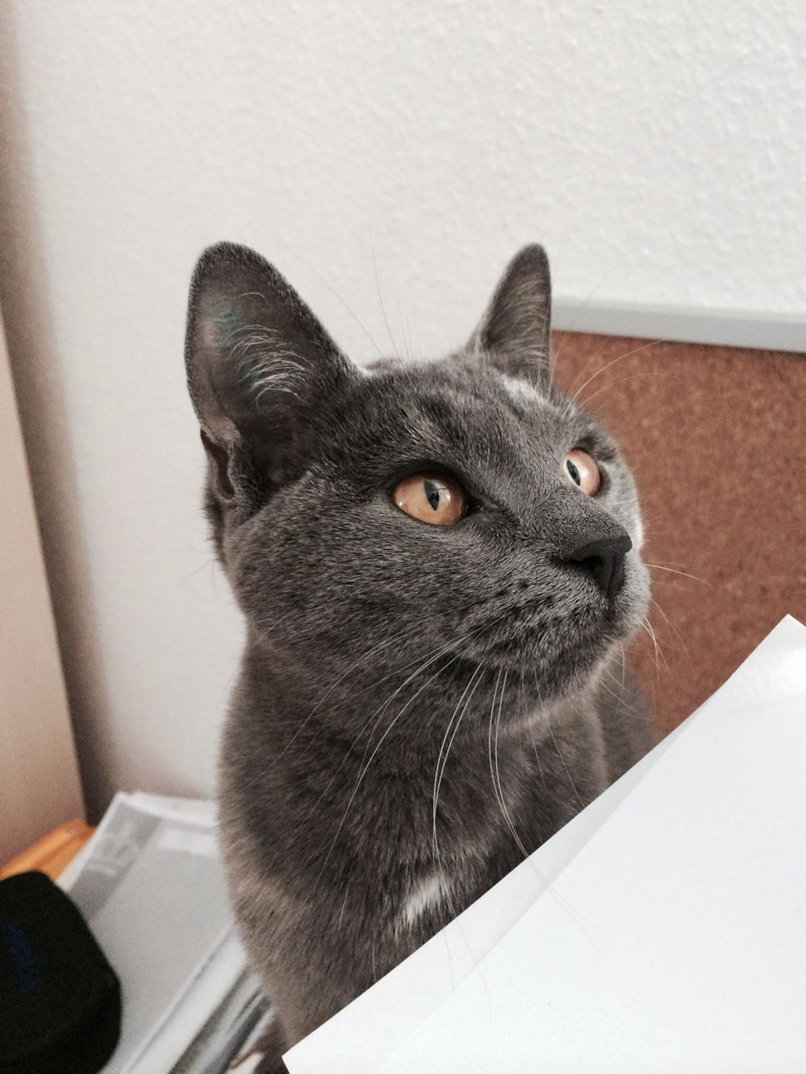 Huskat Mynte billede 1